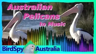 Australian Pelicans to Music | BirdSpyAus