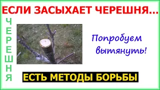 Лечим засыхающую черешню. Если не пойдет переведем на обратный рост.