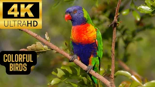 Beautiful Birds 4K film with Relaxation music | small yellow bird