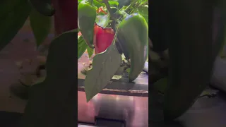 Ripening peppers in Aerogarden Bounty #shorts