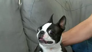 French Bulldog Talking Funny Compilation