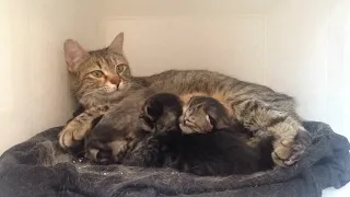 Newborn kittens timelapse