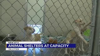 Animal shelters at capacity across Tri-Cities region