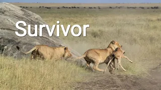 The Survivor | animal planet hindi | free documentary