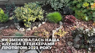 Як змінювалась наша клумба з гейхерами протягом 2023 року