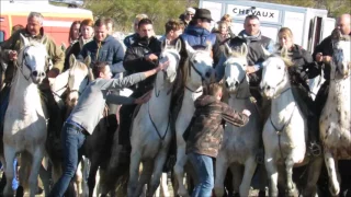 Abrivado, Taureau Festival, white horses, Camargue - FRANCE