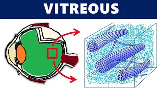 Vitreous Anatomy : All you need to know !