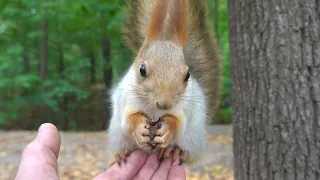 Покормил упитанную белку / Fed the squirrel