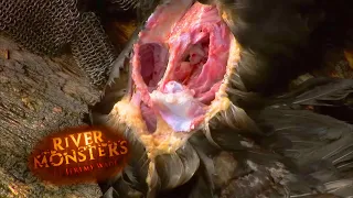 Piranhas Devour Duck To The Bone! | PIRANHA | River Monsters