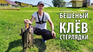 Бешеный клёв стерлядки!