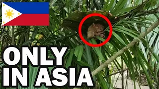 TARSIER SANCTUARY TOUR  -  Bohol, Philippines