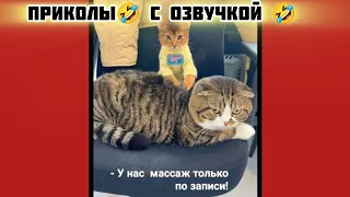 по записи смотри смешные картинки мемы котики приколы с озвучкой 🤣