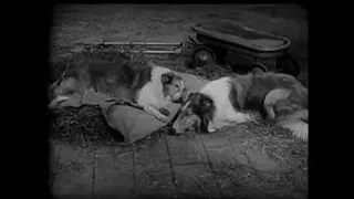 Lassie - Episode #59 - "The Marauder" - Season 2, Ep 33 - 4/22/1956