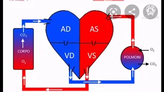 Il Cuore ❤ ~ Anatomia e Fisiologia per OSS