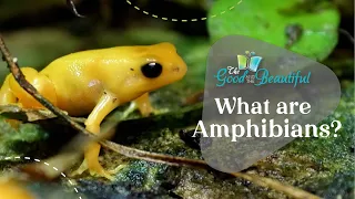 What are Amphibians? | Reptiles, Amphibians, and Fish | The Good and the Beautiful