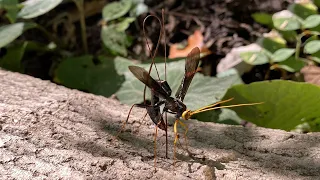 Giant Wasp Drills Through Tree to Parasitize Other Wasp's Larva