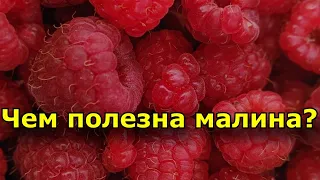 Чем полезна малина для человека