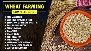 Wheat Farming / Wheat Cultivation Guide | How to grow Wheat