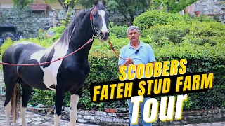 Top Horse Stud Farm Tour 🔥 Surprise Visit To Fateh Stud Farm 😳😳