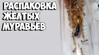 РАСПАКОВКА МУРАВЬЁВ ЖЕЛТОПУЗОВ - Camponotus fedtschenkoi