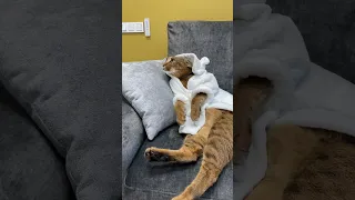 Never disturb a cat in a robe! | ariel.caracat