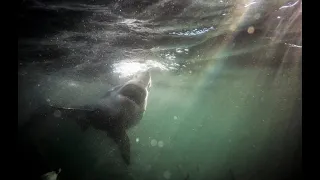 Great White Shark Bumps, Swims Under Swimmer with Victim in Mouth