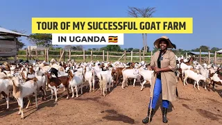 Tour Of My Successful 1000 Goats Farm In Uganda With Diary Cows & a Matooke Plantation