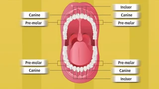 Types of Teeth and Structure of a Tooth | Macmillan Education India