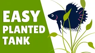 How to Set Up an Easy Betta Planted Tank | Hack My Betta Tank