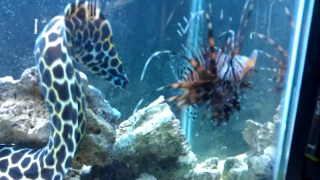 Monster Eel attacking fish!!!!!! 55 Gallon saltwater fish tank.