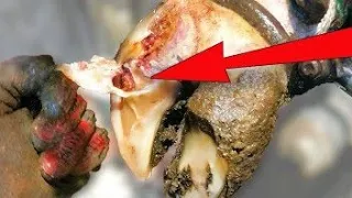 HOLE INSIDE OF COWS HOOF!? | Peeling Away Layers To See How Deep It Goes
