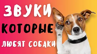 ЗВУКИ КОТОРЫЕ НРАВЯТСЯ СОБАКАМ 🔊 | ПРАНК НАД СОБАКОЙ | ТЕСТ НА ОХРАННИКА ЧЕЛЛЕНДЖ