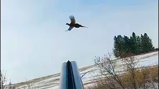 Pheasants in the Snow!