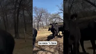 TikTok La vaca loca | Casa de Campo | #tiktok #shorts #vaca