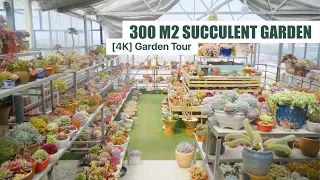 [4K] My 300m2 Succulent Garden After 9 Years of Collecting | Garden Tour Ep10