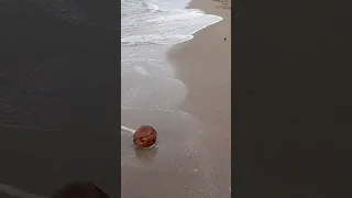 Buah kelapa jatuh #shorts #kelapa #pantai