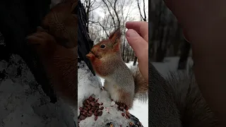 Погладил дикую белку / Stroked a wild squirrel