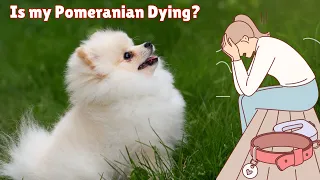 10 Mistakes That Shorten Your Pomeranian Life