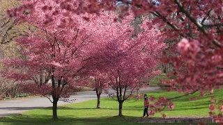 #MondayMeditation: Okame cherry trees along the Reservoir