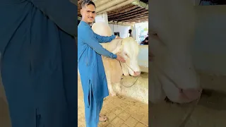 Qurbani Ka Janwar Le Liya😭😍😭 #alhamdulillah #shortvideo #viralreels #mandi #qurbani2k21 #foryou #fyp