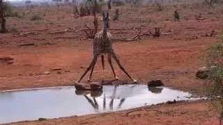 Giraffe Drinking Water, Tsavo East, Kenya