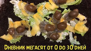 ПЕРВЫЙ МЕСЯЦ ЖИЗНИ МЕГАСЯТ | Megalobulimus oblongus