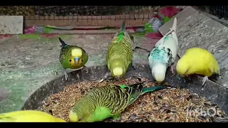 bodribirds 🐦❤️ #bodri #bodripakhi #love #explore #colours #multicolourrangoli #birds