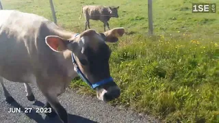 Machine Milking our Jersey house cow - Mango 1SE