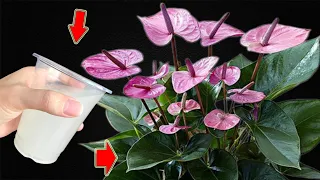 Just 1 Cup! Anthurium Without Flowers Suddenly Blooms Continuously Without Stopping