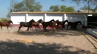 [DOCUMENTAL]  Una historia del Pura Raza Español -  Fuentes de Andalucía