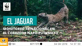 El Jaguar: resultados monitoreo trinacional de jaguar en el corredor Napo-Putumayo