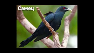 Голос птицы коэль 🐦🎶