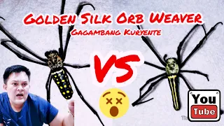 KURYENTE vs KURYENTE. Golden Silk Orb WEAVER. Monster Spider Fight.