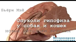 Опухоли гипофиза у собак и кошек. Новые методики лечения